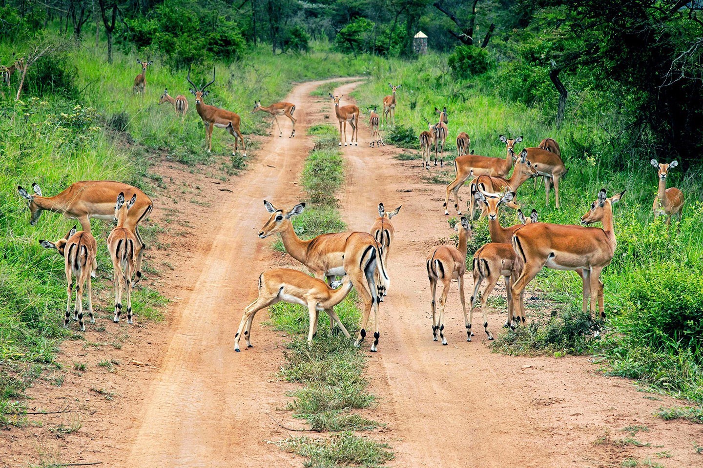 Akagera National Park