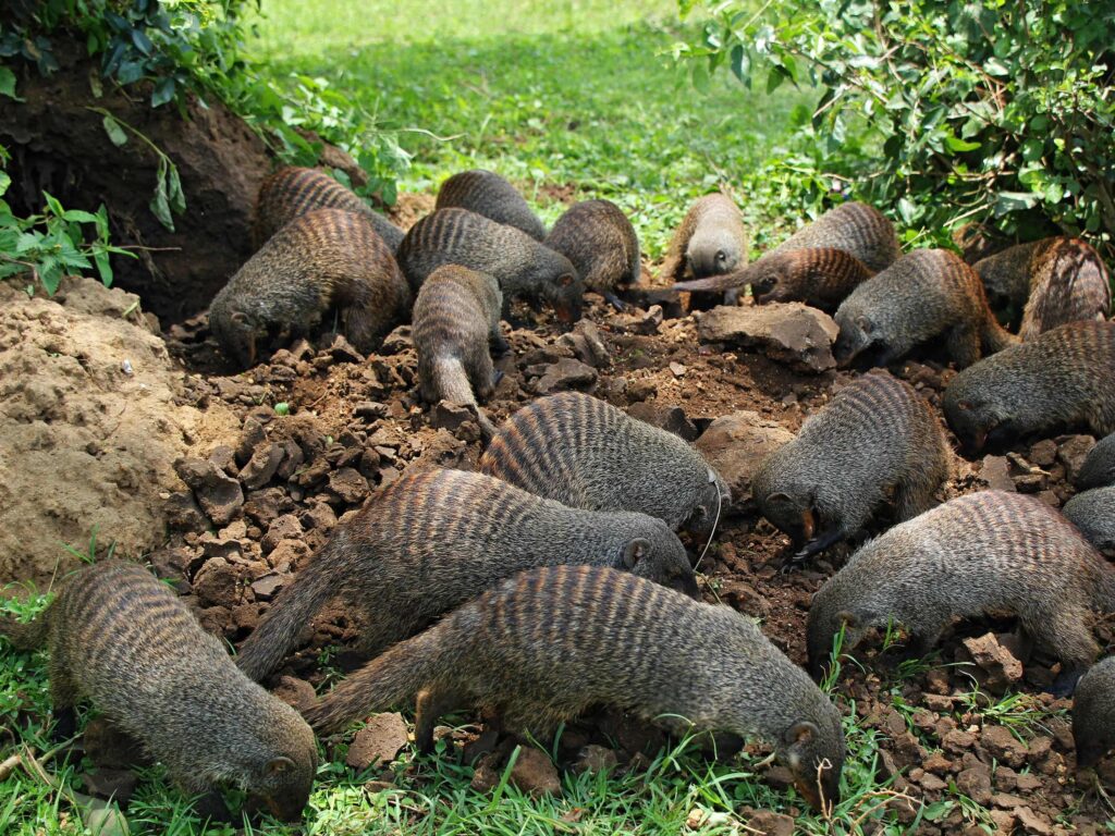 banded-mongoose-group