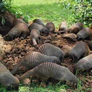 banded-mongoose-group