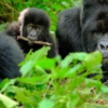 Meet The Gorilla Family –An Hour With The Mountain Gorilla